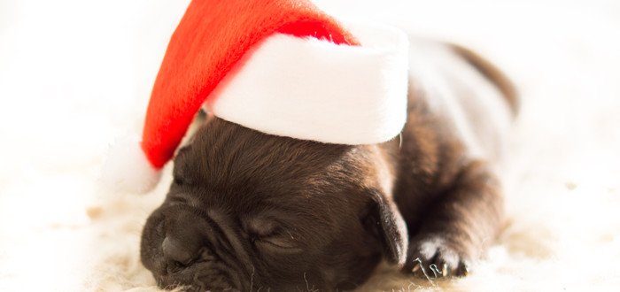 Storia Di Natale Una Notte Magica Per I Nostri Amici Animali Dogs And Friends